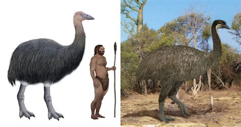 Meet The Elephant Bird, A Giant, Extinct Ostrich-Like Creature