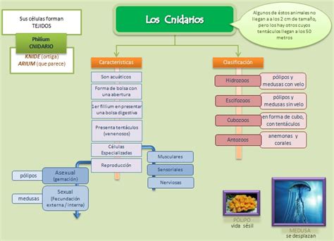 Esquemas Diagramas Gr Ficos Y Mapas Conceptuales Los Cnidarios 167152