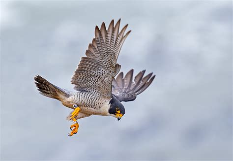 Flying Falcon Wallpapers