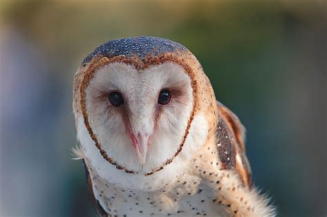 Barn Owlet