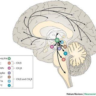 Interactions Of Orexin Neurons With Other Brain Regions Implicated In