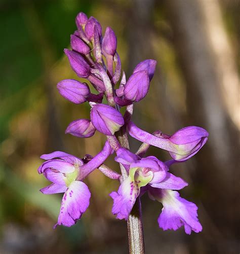 Orchis Mascula Subsp Speciosa Mutel Hegi Orchidee Veneto Anno