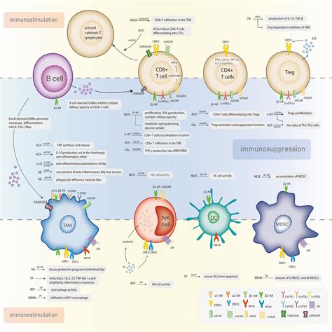 Frontiers Neurotransmitters Promising Immune Modulators In The Tumor