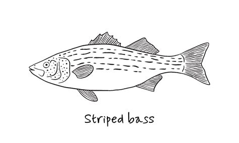 Striped Bass Outline