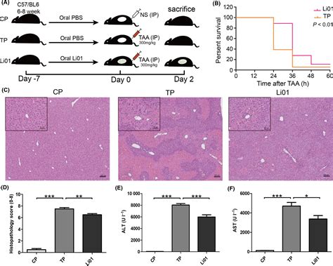 Protective Effect Of Lactobacillus Salivarius Li01 On Thioacetamide