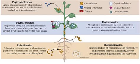 Phytoremediation Toward Air Pollutants Latest Status And Current Developments Intechopen