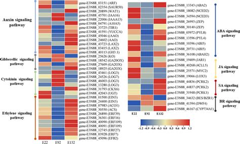 Expression Levels Of Degs Involved In The Auxin Signaling