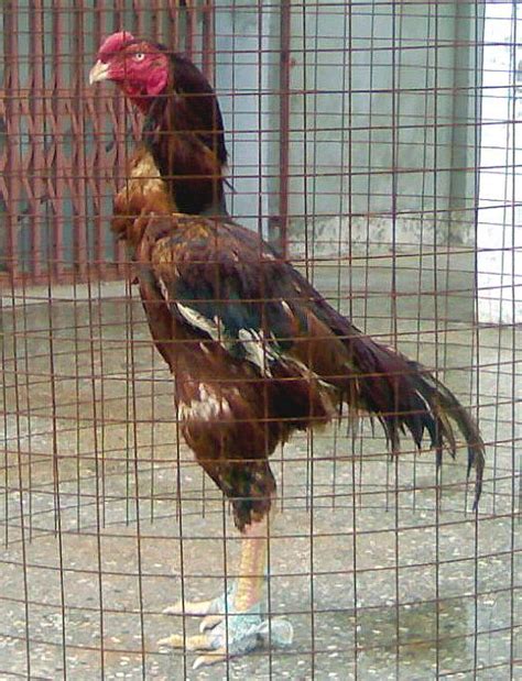 Hyderabad Asils Rooster Fighting Rooster Beautiful Butterflies