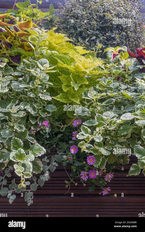 Green Wall Created From Coleus Plant Vertically Stock Photo Alamy