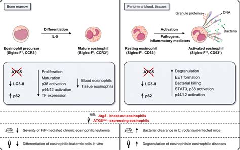 The Role Of ATG5 In Eosinophil Differentiation And Effector