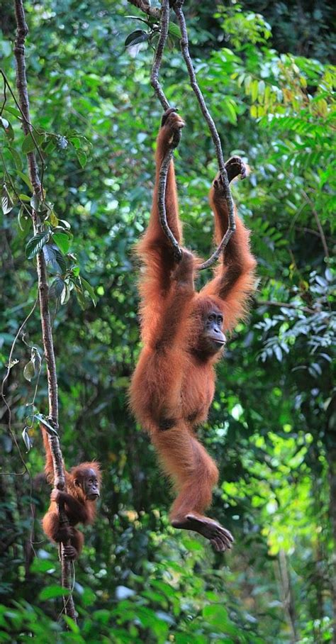 Endangered Animals In Indonesia Rainforest