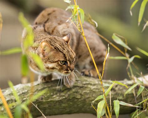 Whats The Worlds Largest Cat Discover Wildlife