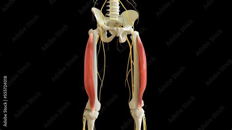 Vastus Lateralis Muscle Anatomy For Medical Concept 3d Rendering Stock Illustration Adobe Stock