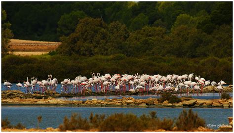 Flamenco N Phoenicopterus Roseus Flickr