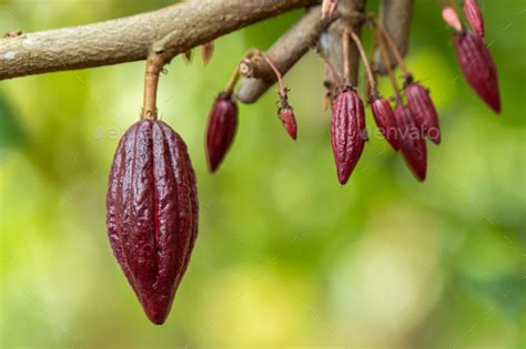 Cacao Tree Theobroma Cacao Organic Cocoa Fruit Pods In Nature Stock