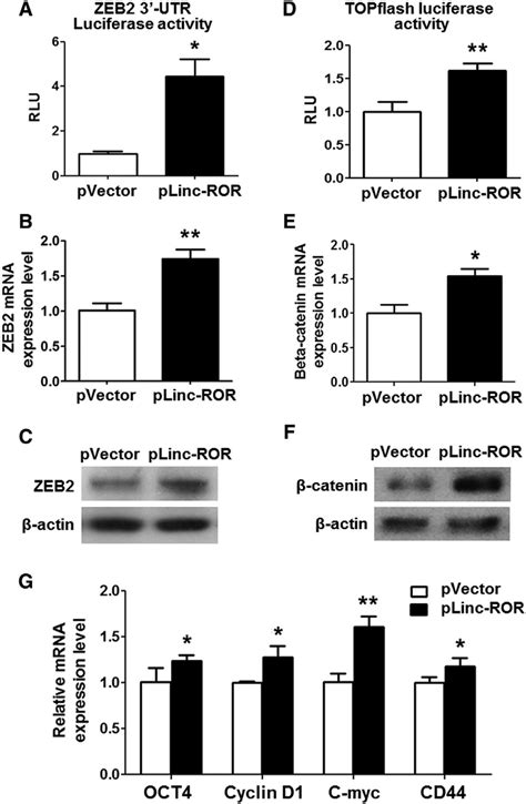 Linc Ror Activated The Wnt B Catenin Signaling A Plinc Ror Vector Was