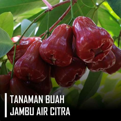 Jual Bibit Jambu Citra Hasil Okulasi Lebih Cepat Berbuah Shopee Indonesia