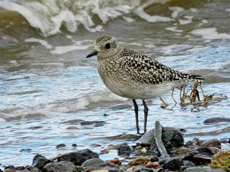 Grey Plover Montrose Basin Species Database