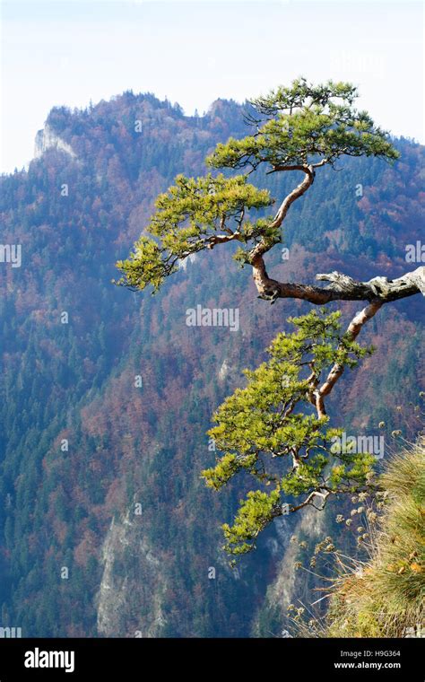 Very Old Relic Pine On Top Of Sokolica Mountain In Pieniny Poland