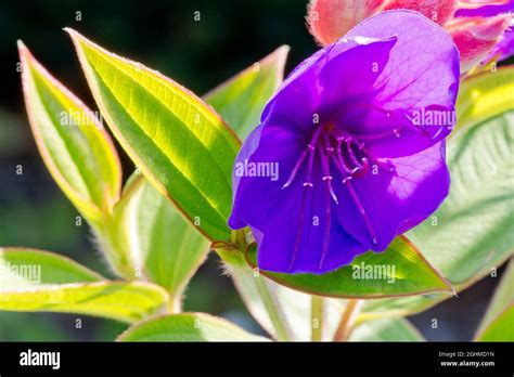 Tibouchina Semidecandra Tibouchina Urvilleana Hi Res Stock Photography