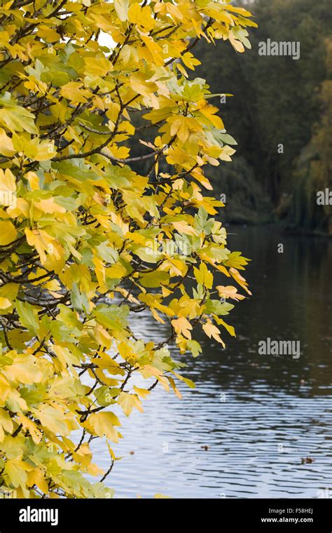 Silver Maple Acer Saccharinum Autumn Colors Stock Photo Alamy