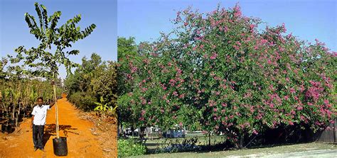 bauhinia blakeana | Plant Nursery | Wholesale Plant Nursery in ...