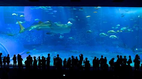 Animal Pictures: View Images of Okinawa Churaumi Aquarium