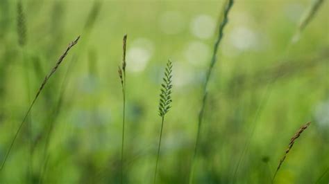 Wallpaper Sunlight Nature Field Green Ice Dew Leaf Flower