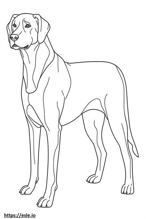 English Foxhound Full Body Coloring Page