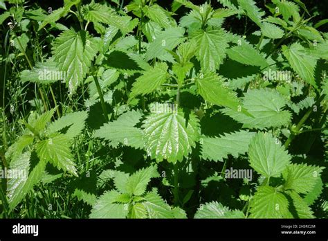 Urtica Dioica Stinging Nettle Stock Photo Alamy