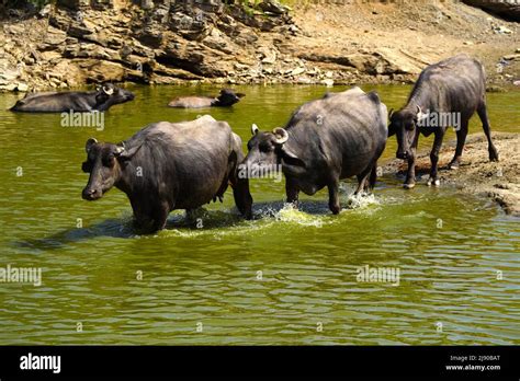 Buffaloes Taking A Dip In The Lake On A Hot Summer Day On The Outskirts