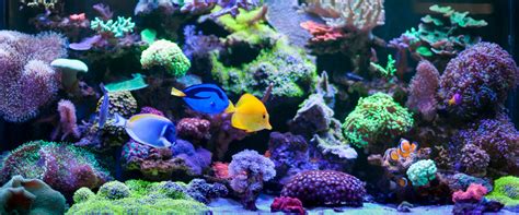 The Reef Aquarium