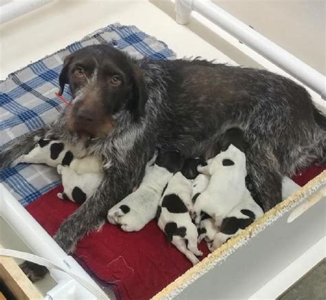 GERMAN WIREHAIR POINTER PUPPIES