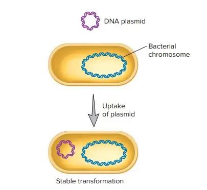 Bacterial Transformation - Definition, Principle, Steps, Examples ...