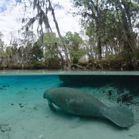 A Guide to Seeing Manatees in Crystal River, FL | Discover Crystal River