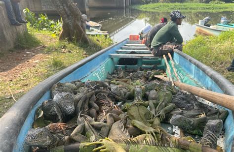 Aseguran 51 Iguanas Y Detienen A Tres Presuntos Traficantes En