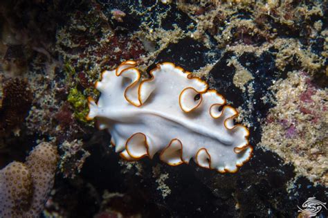 Marine Flatworms-Facts-Photographs and Video | Seaunseen