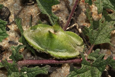 Flora Of Mozambique Species Information Individual Images