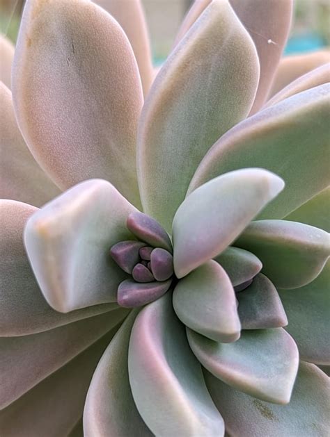 Succulents after the rain : r/succulents