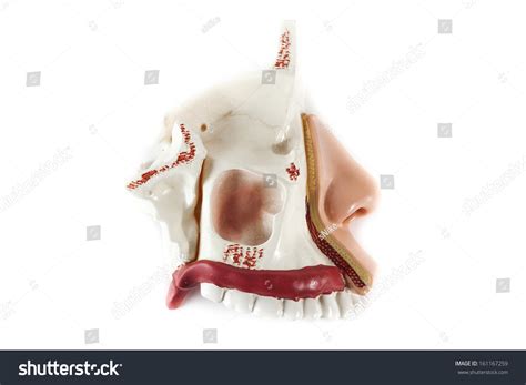 Training Model Anatomy Skull Stock Photo 161167259 | Shutterstock