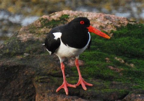 What makes Shetland, Shetland? | Shetland.org