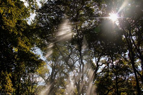 Papel de parede luz solar panorama agua natureza grama céu ramo