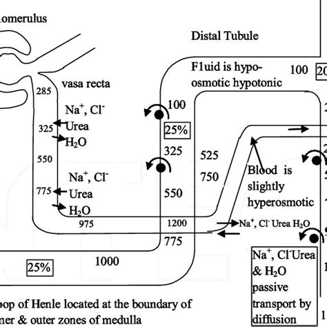 Schematic diagram of the loop of Henle. | Download Scientific Diagram