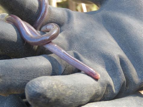 Blackish Blind Snake In August By Josh Magro Inaturalist