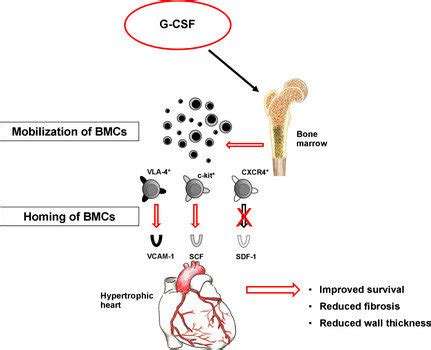 Suggested mechanism of G-CSF-mediated cardioprotection after ...