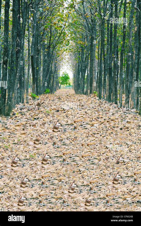 View Of Fallen Dried Leaves A Perfect Straight Path Along The Edge Of