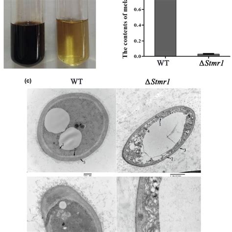 The Pathogenicity Of The Wild‐type Strain Wt And Knockout Mutant