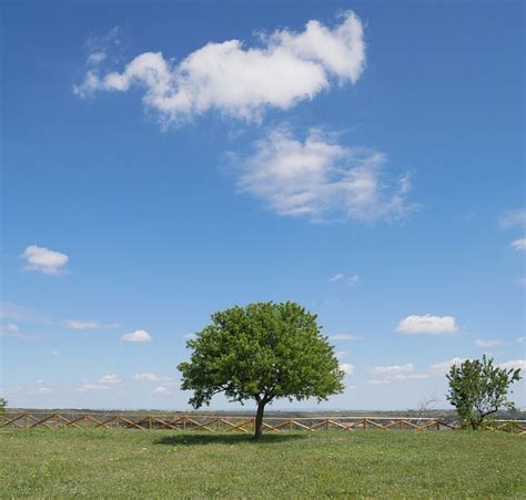 arbre la nature vert scanzano photo gratuite sur pixabay pixabay