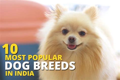 10 Most Popular Dog Breeds In India Dog Wise