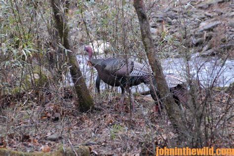 Daniel Thompson Has Learned About Turkeys From Hunting With Different